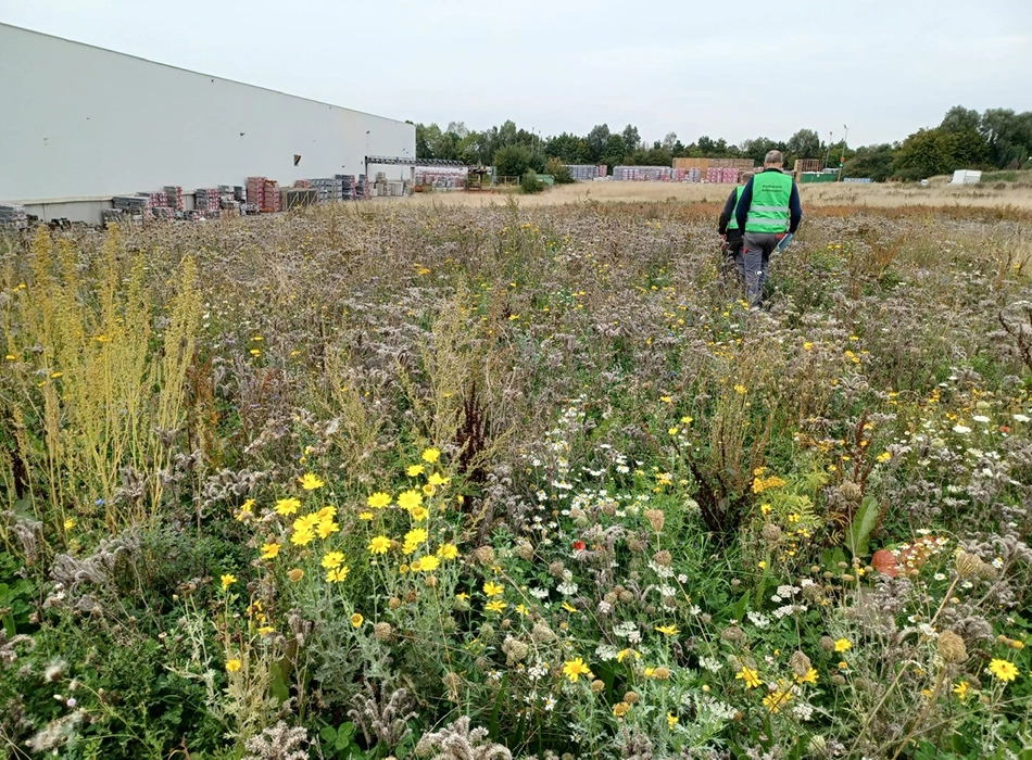 Die wienerberger Biodiversity Ambassadors gehen über ein Feld an den Produktionsstandorten. (Foto)